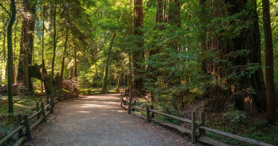 Top Things to Do in Santa Cruz: Beaches, Boardwalks & Hidden Gems
